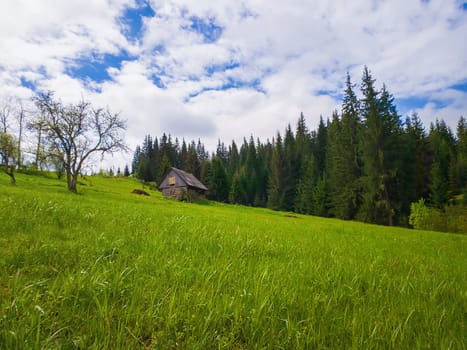Wooden cottage in the mountains, sunny spring day with green grass meadow. Evergreen fir forest on the hills in Yablunytsya, Ukraine.