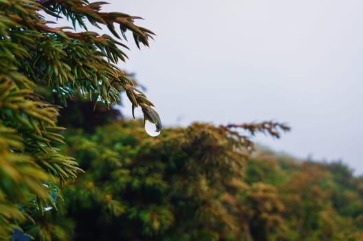 Closeup of dew drops hang on coniferous bush branches. Rainy spring day in the evergreen forest, cold misty background.