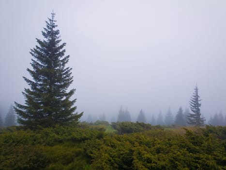 Coniferous forest on the Carpathian mountain hills in a cold foggy spring morning. Serene scenery landscape.