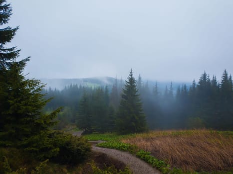 Foggy mountain landscape with coniferous forest on the hills reaching the clouds in a cold foggy spring morning. Serene scenery of spring Carpathians with a hiking track through the woods.