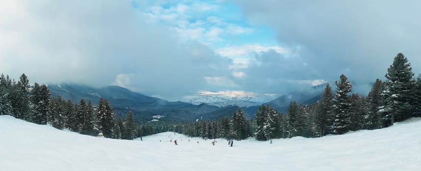 Fir forest panorama with tall trees covered by snow growing along snowy ski slope of the Pirin mountain with foggy clouds in Bansko, Bulgaria.