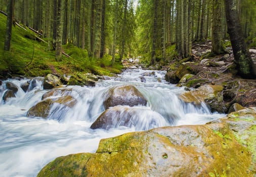 Prut river flowing through the coniferous forest on the hills of Carpathian Mountains, Hoverla National Park, Ukraine. Wild nature scene, fast water stream with waterfalls through the rocks.