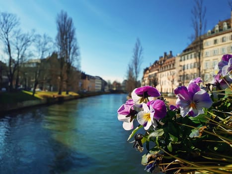 Closeup of beautiful flowers on the bridge in Strasbourg, France.