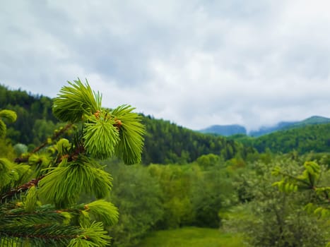 Close up of fir branches with young sprouts buds over the spring mountain background. Coniferous forest on the hills. Fresh green tones landscape.