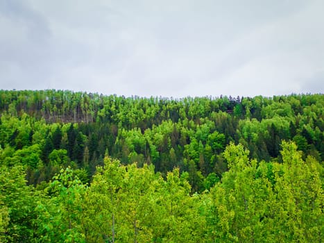 Spring forest texture with different shades of green. Lot of trees on the mountain hill as a pattern. Wild nature landscape, fresh background and cloudy sky.