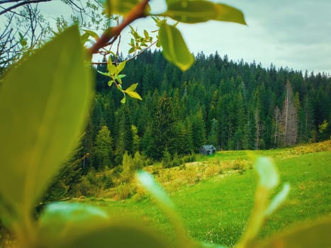 Picturesque spring mountains scene with wooden cabin cottage as seen through the greening tree leaves. Lush pasture with an old house on the valley surrounded by pine woods on the hills.