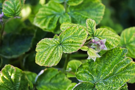 Stunted multi-colored infected leaves on a raspberry.
