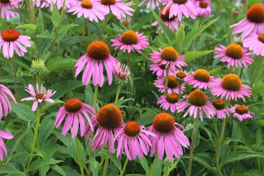Purple flowering coneflower or purple coneflower Echinacea purpurea 03