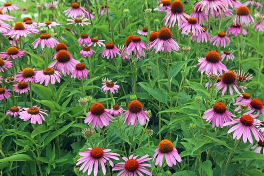 Purple flowering coneflower or purple coneflower Echinacea purpurea 04