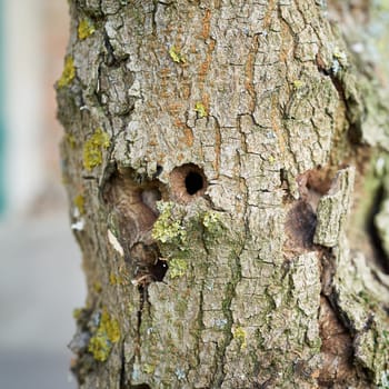 Trunk of the first ash tree damaged by the Asian longhorned beetle in Magdeburg in Germany