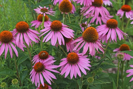 Purple flowering coneflower or purple coneflower Echinacea purpurea 02
