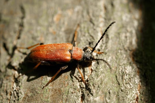 Red-brown Longhorn Beetle (Stictoleptura rubra) on a tree trunk in the forest in summer