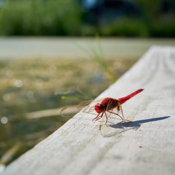 Scarlet dragonfly (Crocothemis erythraea) on a yetty at a lake in Germany
