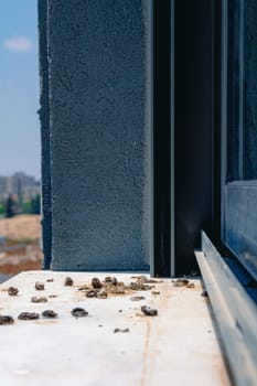 Pigeon droppings on the windowsill. Side View.