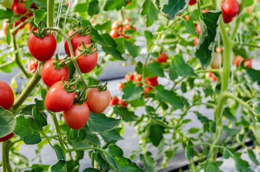 Fresh unripe red tomatoes growing on the vine in greenhouse