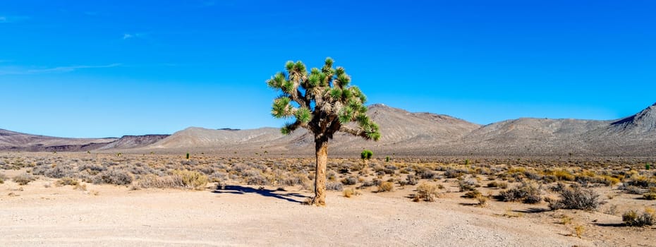 Joshua Tree with green leaves