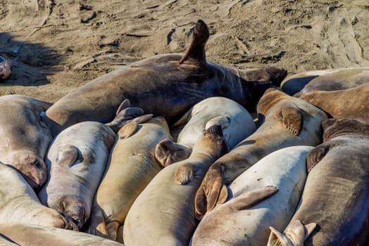 Elephant seals resting on the beach in California