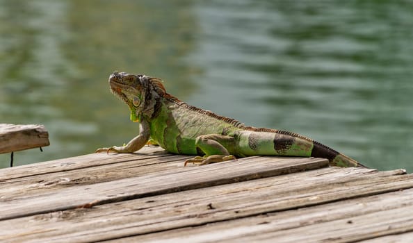 An iguana sunbathing at Miami, Florida