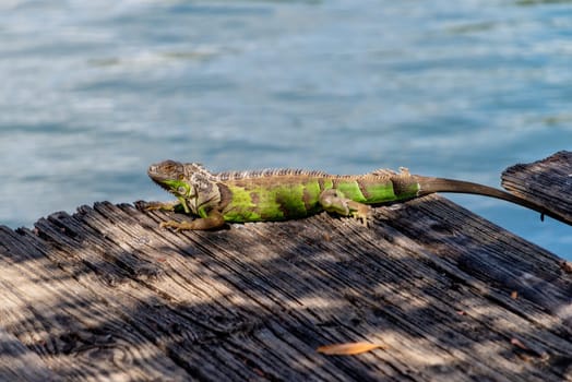 An iguana sunbathing at Miami, Florida