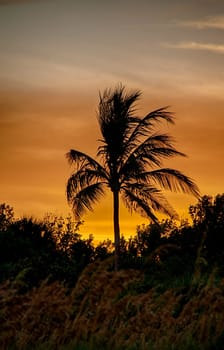 Silhouette coconut palm trees on beach