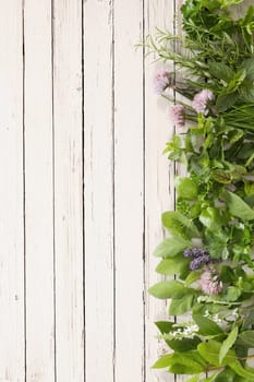 Fresh aromatic culinary herbs and edible flower vertical border on a rustic white painted wood background with copy space