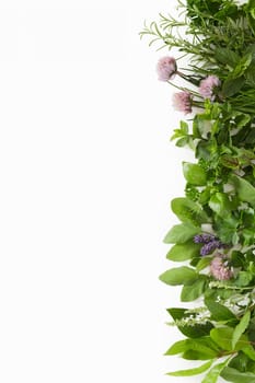 Side border of assorted fresh culinary herbs including, sage, mint, coriander, basil, rosemary isolated on white with vertical copy space