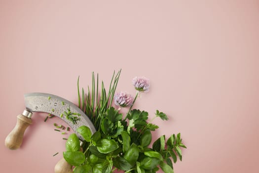 Assortment of leafy green aromatic potherbs and chive flowers with a mezzaluna knife on a red pink background with copy space placed to the bottom corner