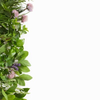 Large assortment of culinary herbs isolated on white arranged with their edible flowers as a side border with copy space in square format
