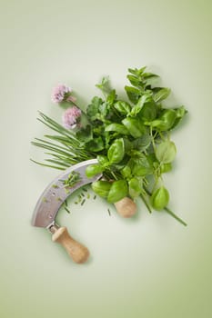 Curved mezzaluna knife with fresh culinary herbs including basil, mint, chives, coriander or cilantro on a green background with copy space in a flat lay still life