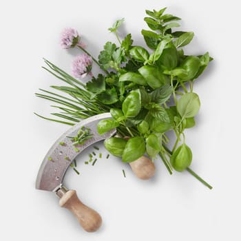 Mezzaluna knife with a variety of fresh leafy green herbs and chive flowers on a white square background in a flat lay food still life