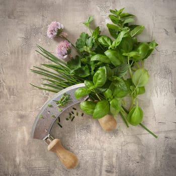 Fresh aromatic potherbs including chives, basil, mint and coriander with a mezzaluna knife for chopping on a square textured grey background viewed from above