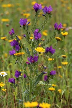Viper's head Echium vulgare on a colourful flower meadow