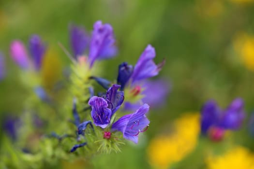 Flowering viper head Echium vulgare