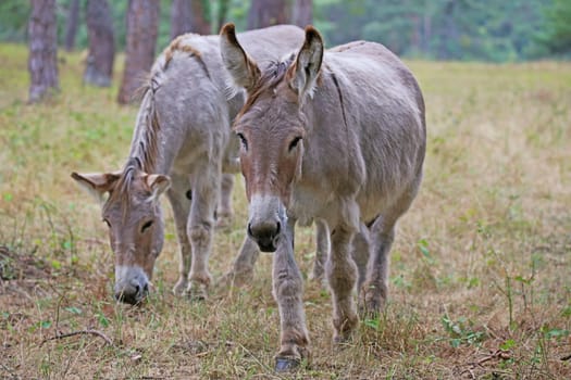 Donkeys as landscape conservationists in the Sandhausen nature reserve Pflege Schönau