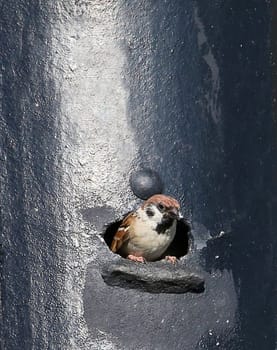 Field sparrow Passer montanus in nesting box