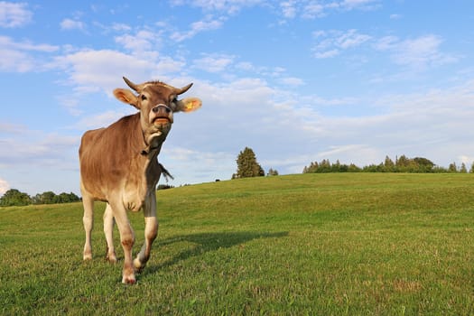 A pretty young brown dairy cow with horns and bell on a pasture in Bavaria. Brown cattle with horns can be dangerous.