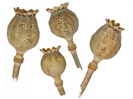 Ripe, dry poppy seed pods piled with faces isolated on white
