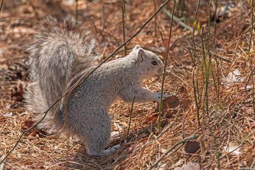 Delmarva Squirrel Showingi its Tail in the Forest in the Chincoteague Wildlife Refuge in Virginia