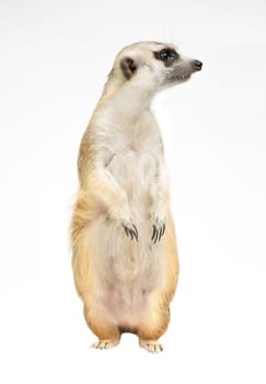 cute meerkat ( Suricata suricatta ) isolated on white background