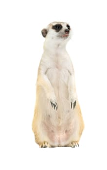 cute meerkat ( Suricata suricatta ) isolated on white background