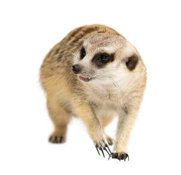 cute meerkat ( Suricata suricatta ) isolated on white background