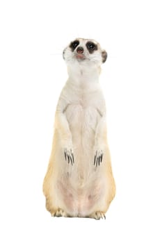 cute meerkat ( Suricata suricatta ) isolated on white background
