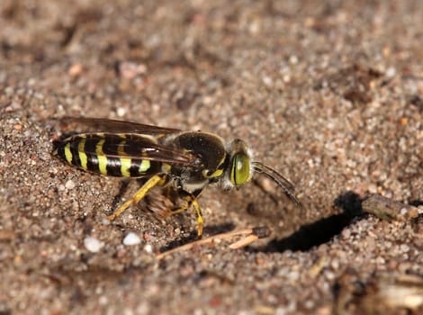 Great wasp Bembix rostrata from the Sandhausen inland dune Care Schönau