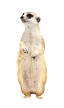 cute meerkat ( Suricata suricatta ) isolated on white background