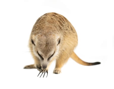 cute meerkat ( Suricata suricatta ) isolated on white background