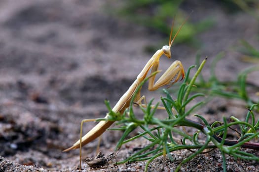 Praying mantis Mantis religiosa from the Sandhausen inland dune Care Schönau