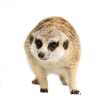 cute meerkat ( Suricata suricatta ) isolated on white background