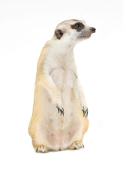 cute meerkat ( Suricata suricatta ) isolated on white background