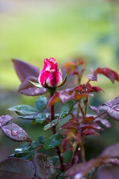rose in a garden - close up