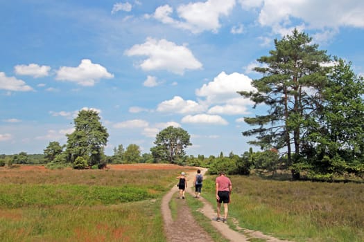 Westruper Heide im Münsterland / Nordrhein-Westfalen